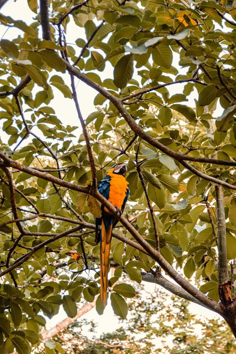 Fauna local